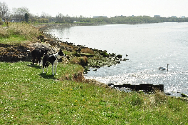 15 04 15_2962.JPG - SKYE & TESS - HOLES BAY, POOLE HARBOUR DORSET - 15.4.15